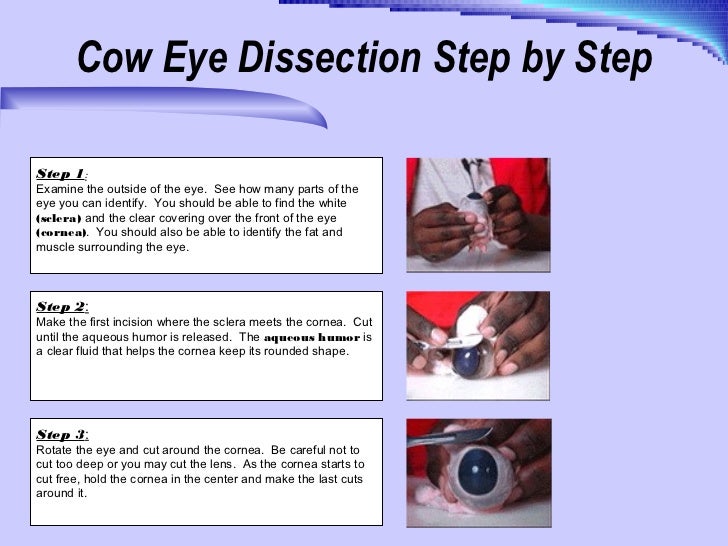cow eye dissection how do cows move their eyes